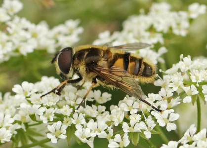 Myothropa florea, hoverfly, Alan Prowse